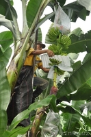 бананы производство и продажа - Изображение #4, Объявление #618582