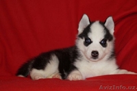 Хаски прекрасные глазки - Изображение #1, Объявление #1081180
