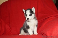 Хаски прекрасные глазки - Изображение #2, Объявление #1081180