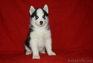 Продам щенков хаски