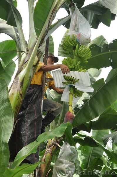 бананы производство и продажа - Изображение #4, Объявление #618582